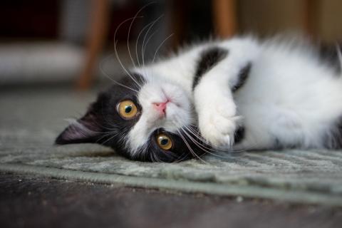 В дар кошку. Котенок «феликс» по имени Филиппа в добрые руки. Фото4