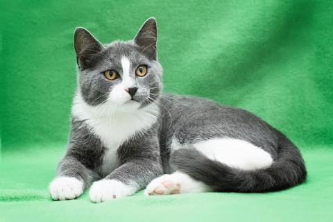 В дар кошку. Очаровательные котята, две девочки и мальчик в добрые руки. Фото4