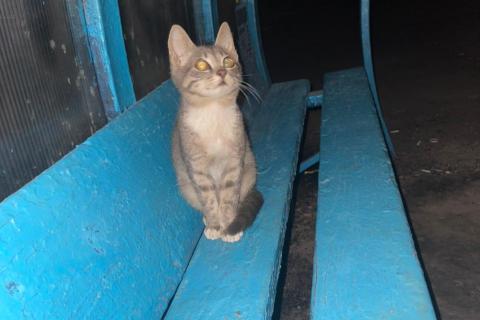 Потерял/Нашел кошку. Потерялся котёнок 25 августа 2022 года. Фото1