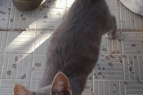 Потерял/Нашел кошку. Потерялся котёнок 25 августа 2022 года. Фото3