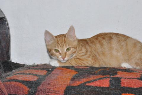В дар кошку. Рыжий котенок Силия в добрые руки. Фото1