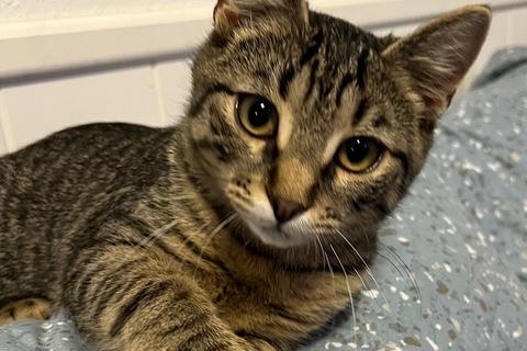 В дар кошку. Молодой полосатый котенок Тигра ищет дом. Фото1