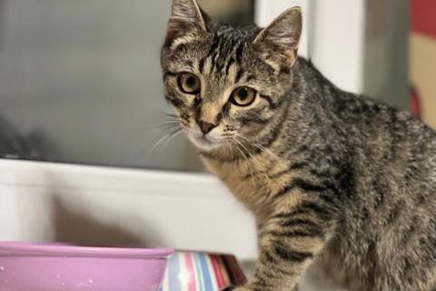 В дар кошку. Молодой полосатый котенок Тигра ищет дом. Фото2