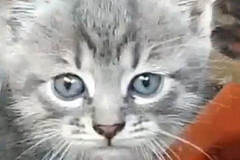 В дар кошку. Маленькие домашние обереги, чудесные котята-малыши ищут дом. Фото1