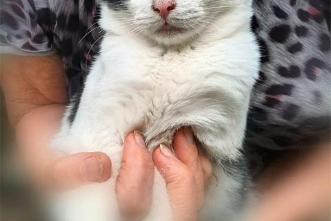 В дар кошку. Маленькие домашние обереги, чудесные котята-малыши ищут дом. Фото3