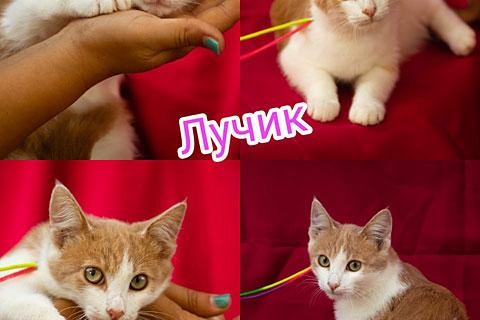 В дар кошку. Солнечные рыжики, бесподобные котята в добрые руки. Фото2