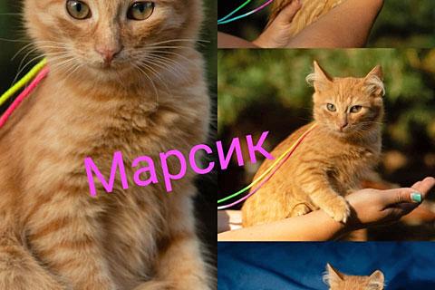 В дар кошку. Солнечные рыжики, бесподобные котята в добрые руки. Фото3