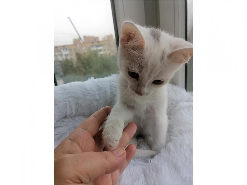 В дар кошку