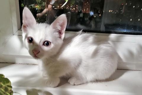 В дар кошку. Чудо-снежинка Лиска, ласковый домашний котенок в добрые руки. Фото2