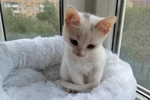 В дар кошку. Чудо-снежинка Лиска, ласковый домашний котенок в добрые руки. Фото3