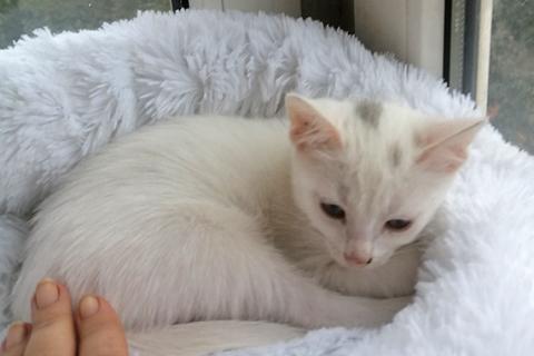 В дар кошку. Чудо-снежинка Лиска, ласковый домашний котенок в добрые руки. Фото4