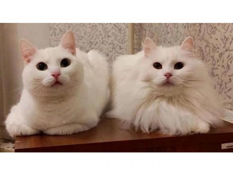 В дар кошку