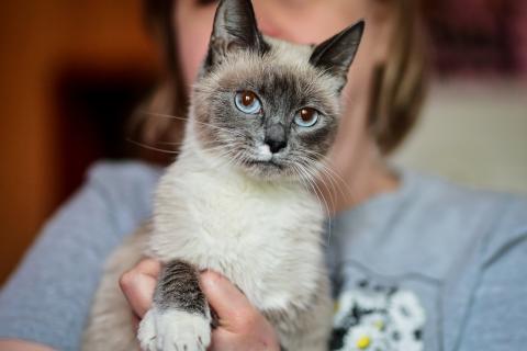 В дар кошку. Тайская синеглазая кошечка Сима в добрые руки. Фото2