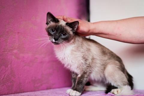 В дар кошку. Тайская синеглазая кошечка Сима в добрые руки. Фото4