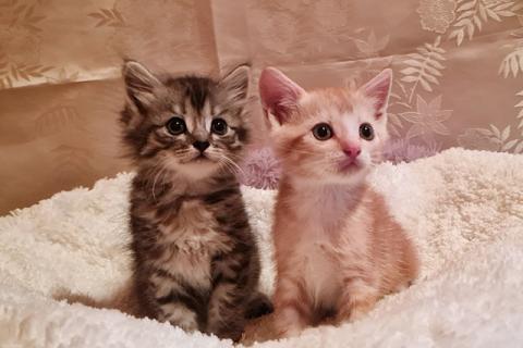 В дар кошку. Домашние котята-малыши Яша и Ника  в добрые руки. Фото1