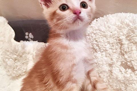 В дар кошку. Домашние котята-малыши Яша и Ника  в добрые руки. Фото2