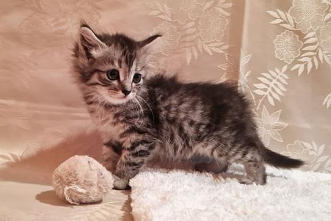 В дар кошку. Домашние котята-малыши Яша и Ника  в добрые руки. Фото3