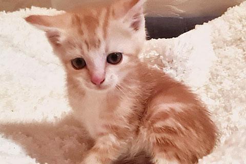 В дар кошку. Домашние котята-малыши Яша и Ника  в добрые руки. Фото4