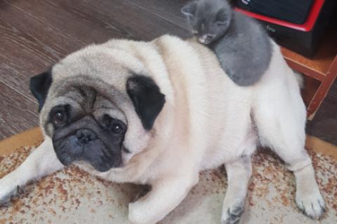 В дар кошку. Котёнок в добрые руки. Фото2