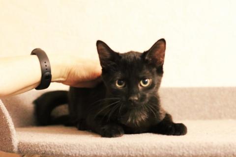 В дар кошку. котята черныши в поисках дома. Фото1