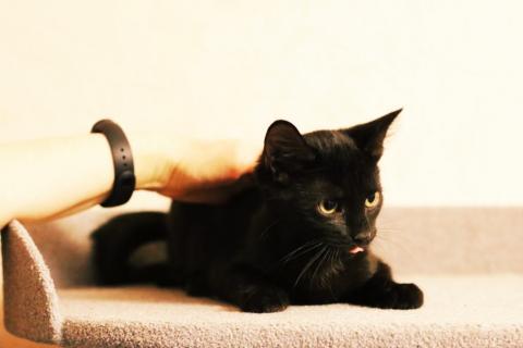 В дар кошку. котята черныши в поисках дома. Фото2