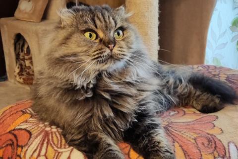В дар кошку. Нежная спокойная кошечка Василиса в ответственные руки. Фото1