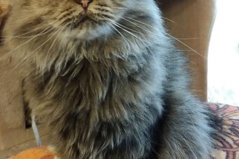 В дар кошку. Нежная спокойная кошечка Василиса в ответственные руки. Фото2