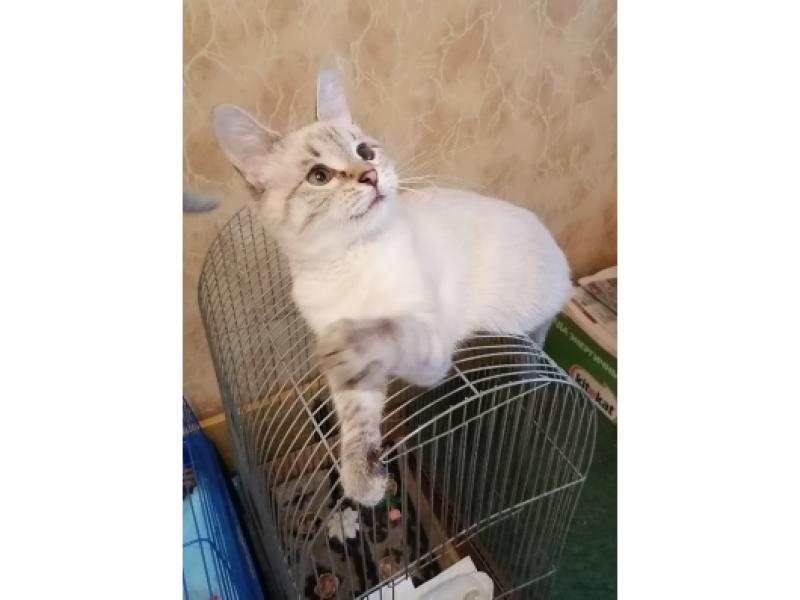 В дар кошку