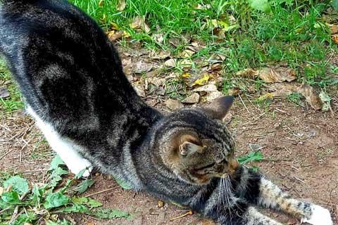 В дар кошку. Надоевшая игрушка, мраморный котик Яшенька в добрые руки. Фото2