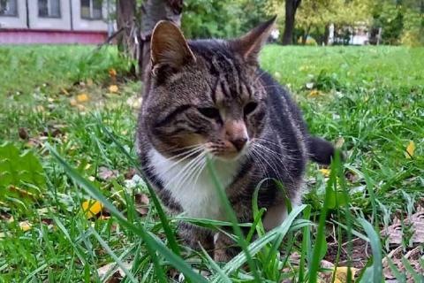 В дар кошку. Надоевшая игрушка, мраморный котик Яшенька в добрые руки. Фото3