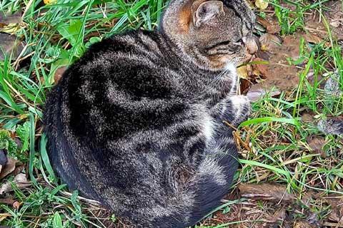 В дар кошку. Надоевшая игрушка, мраморный котик Яшенька в добрые руки. Фото4