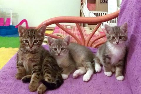 В дар кошку. Бесподобные малыши, три девочки и два мальчика. Фото1