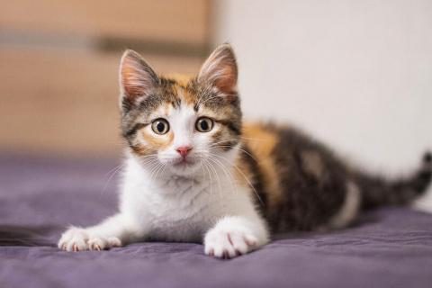 В дар кошку. Ручной трехцветный котенок Вишенка в добрые руки. Фото1