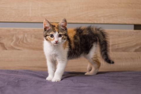 В дар кошку. Ручной трехцветный котенок Вишенка в добрые руки. Фото2