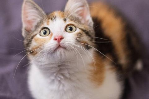 В дар кошку. Ручной трехцветный котенок Вишенка в добрые руки. Фото3
