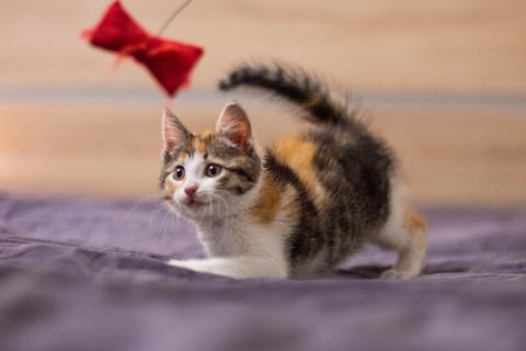 В дар кошку. Ручной трехцветный котенок Вишенка в добрые руки. Фото4