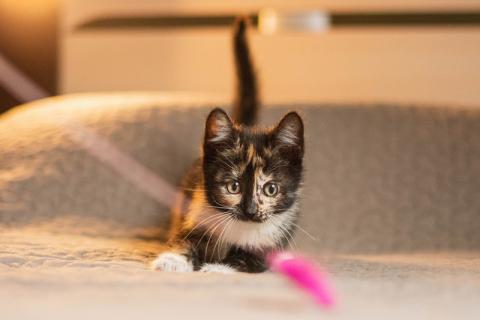В дар кошку. В добрые руки 3 замечательных котенка. Фото1