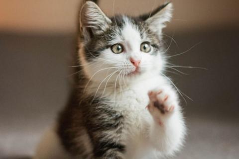 В дар кошку. В добрые руки 3 замечательных котенка. Фото2