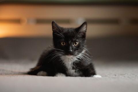 В дар кошку. В добрые руки 3 замечательных котенка. Фото3