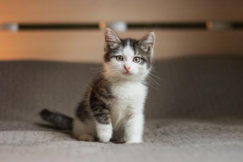 В дар кошку. В добрые руки 3 замечательных котенка. Фото4