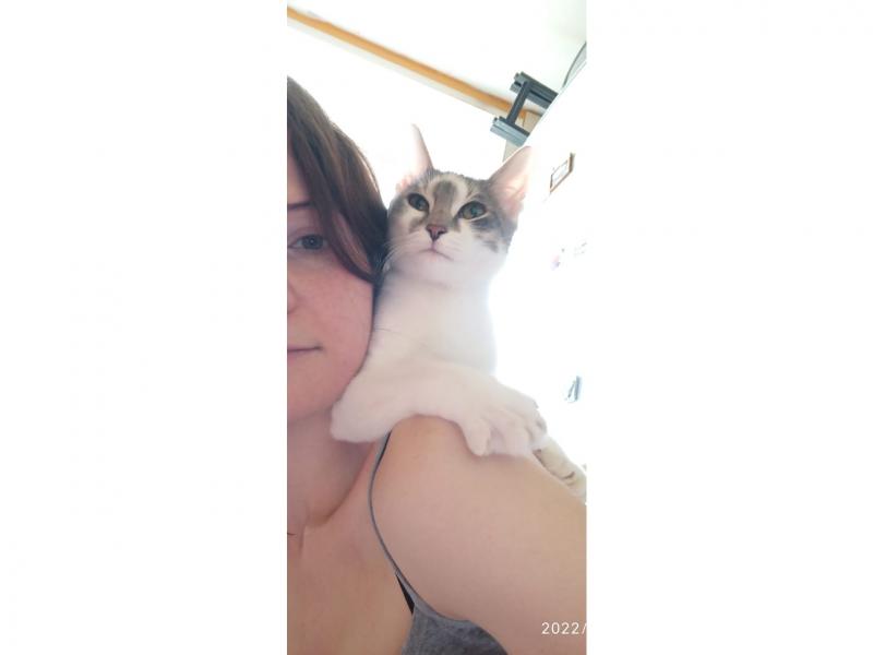 В дар кошку