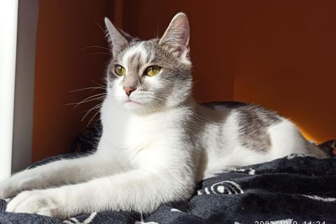 В дар кошку. Котёнок подросток в добрые руки . Фото4