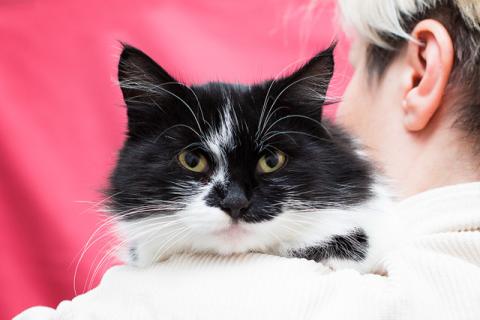 В дар кошку. Брошенная на даче, молодая ласковая кошечка Поночка ищет дом. Фото3