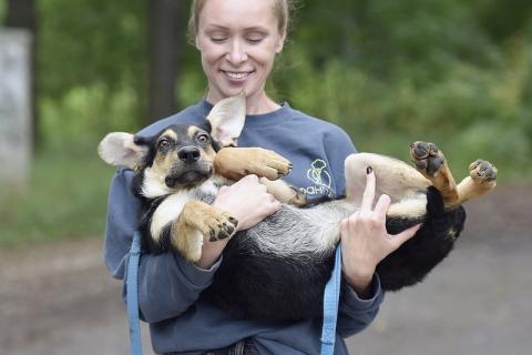 В дар собаку. Ушастый очаровательный щенок Микки в добрые руки. Фото1