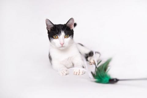 В дар кошку. Изящная красавица Инь-Янь — кошка Нюша в добрые руки. Фото1
