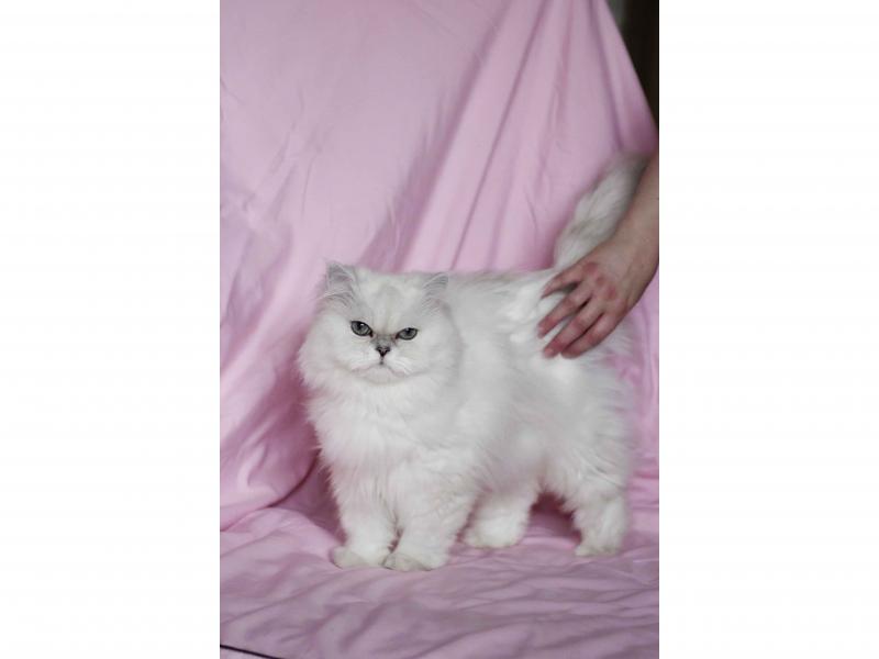 В дар кошку