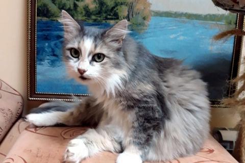 В дар кошку. Пушистая метис рэгдолла Джина-Лоллобриджида в добрые руки. Фото4