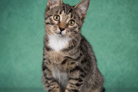 В дар кошку. Маленький тигренок Дита ищет дом и заботливую семью. Фото1