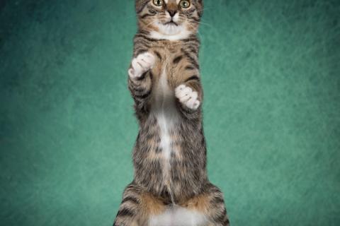 В дар кошку. Маленький тигренок Дита ищет дом и заботливую семью. Фото3