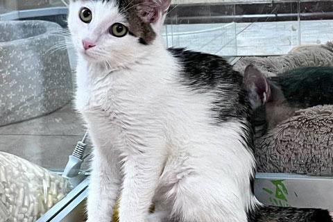 В дар кошку. Ласковый и трогательный котенок Басик ждет новогоднее чудо. Фото1